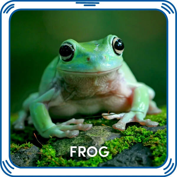 Frog Sound for Stuffed Animals | Build-A-Bear® - US 6399