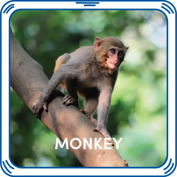 Monkey Sound - US 8695