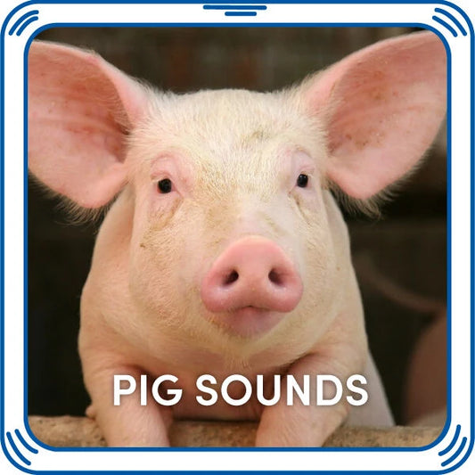 Pig Sounds for Stuffed Animals| Build-A-Bear® - US 3447