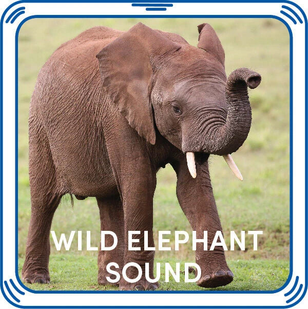Wild Elephant Stuffed Animal Sound Chip | Shop Now at Build-A-Bear® - US 6800