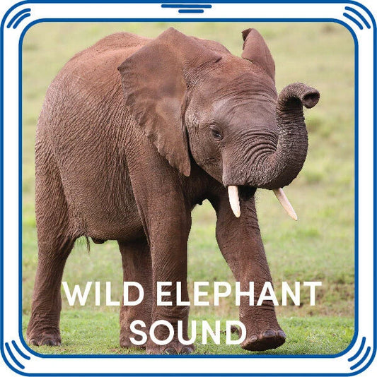 Wild Elephant Stuffed Animal Sound Chip | Shop Now at Build-A-Bear® - US 6800